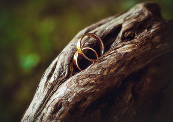Wedding rings lie on a tree bark. 
Wedding concept. Copy space for text. Close-up.