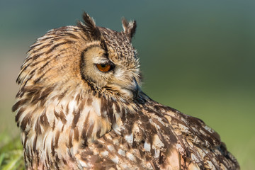 Búho bengalí (Bubo bengalensis)