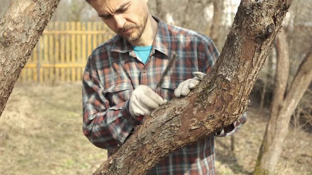 Caucasian bearded man gardener inspected and cleaning apple tree trunk from dead bark, moss and linchen in old local orchard. Seasonal spring or autumn work in fruit garden. Gardening concept.