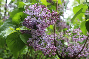 Obraz premium Bright clusters of flowers bloomed on the lilac bushes in spring