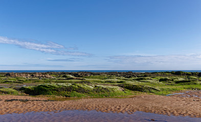 The green seaweed covered rock strata at East Haven Beach on the East Coast of Scotland at low tide on a sunny Spring day.