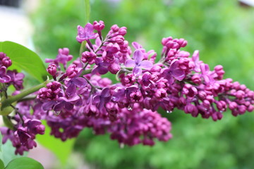 
Bright clusters of flowers bloomed on the lilac bushes in spring