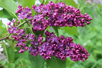 
Bright clusters of flowers bloomed on the lilac bushes in spring
