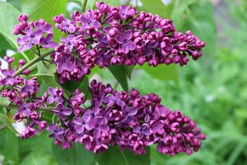 
Bright clusters of flowers bloomed on the lilac bushes in spring