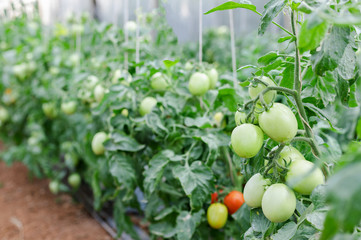 green tomatoes growing in field