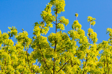 Ahornbaumblüten vor blauem Himmel