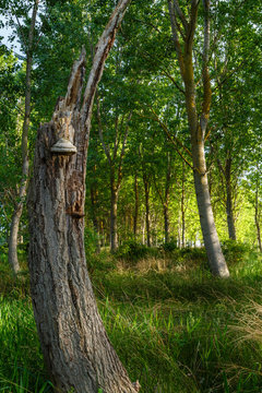 Bosque de chopos canadienses con tronco en primer plano atacado por el hongo yesquero. Populus canadensis. Fomes fomentarius.