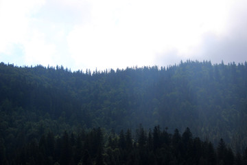 The tops of conifers are covered in fog.