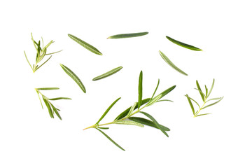 Rosemary on white background