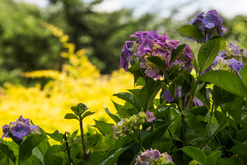 Żółte i fioletowe kwiaty rosnące wiosną i latem na łące i ogrodzie. © Artur Wojtczak 