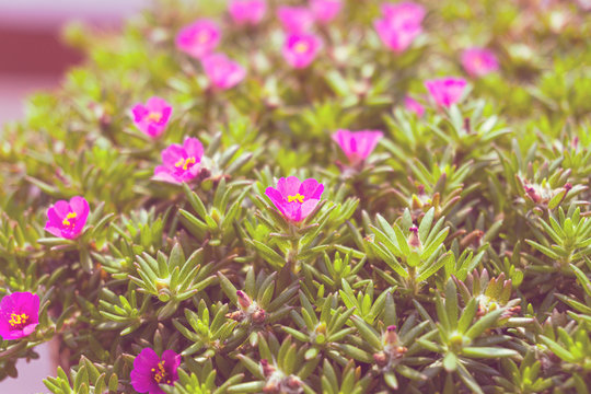 MOSS ROSE PLANT / SANJIVANI BOOTI IN LOCAL REGION OF INDIA.

Moss rose is an extremely easy plant to grow, almost to the point of becoming weedy