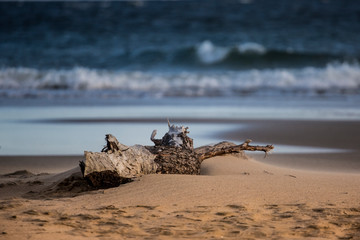 Korzeń, konar leżący na plaży żółtym piasku nad morzem Bałtyckim.