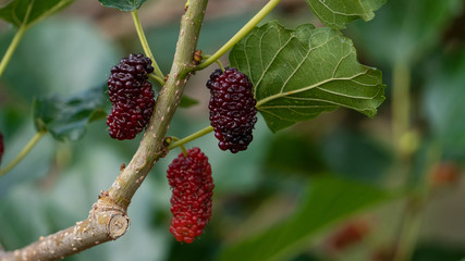 Bright red mulberry on the tree, beautiful blurred background