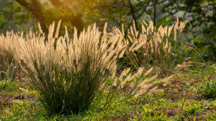 The grass flowers along the way. Pink. Beautifully natural with orange light.