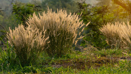 Beautiful pink flowers and orange light flowers.
