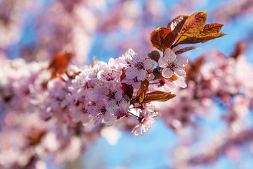 Wiosenne białe kwiaty na drzewach. © Artur Wojtczak 