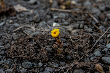 Primrose flower foalfoot grows through the stone ground