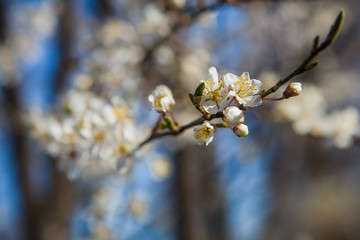 Wiosenne białe  kwiaty na drzewach.