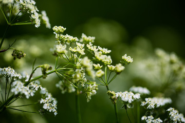 Wildflower meadow in the English garden