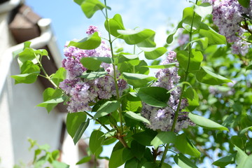 Maison et lilas