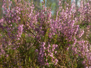 Fresh purple heather flowers in the forest in spring
