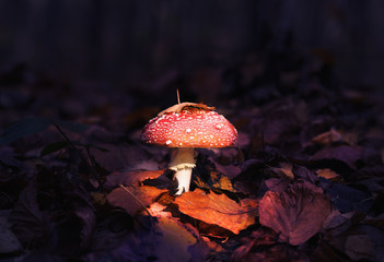 Unreal fairytale photo of fly agaric in the autumn forest