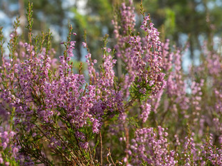 Obraz premium Fresh purple heather flowers in the forest in spring
