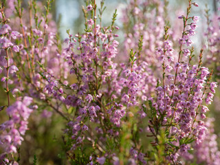 Obraz premium Fresh purple heather flowers in the forest in spring
