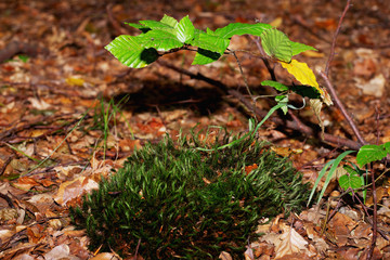 Moss and twig of linden in the autumn forest
