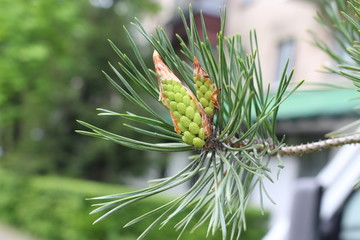 
Flowers - candles appeared on a pine in the spring