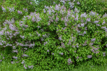 Purple lilac flowers and green fresh leaves on a bush in spring