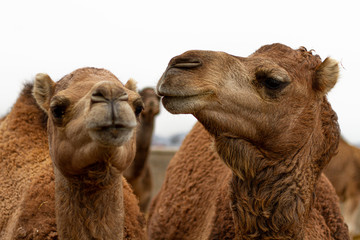 Two young dromedaries in a farm after eating