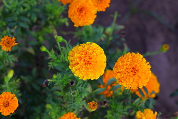 goa in marigold flower