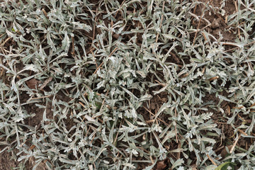 White-green grass. Background of a white green plant.