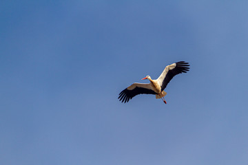White stork flying in a blue sky not very high.
