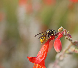 une abeille gourmande
