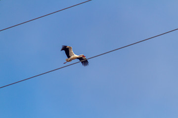 White stork flying in a blue sky not very high. The stork is flying in parallel to the electric cables
