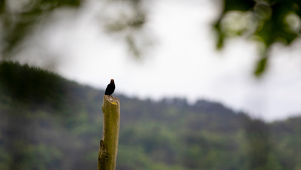 Macho de mirlo (turdus merula) cantando sobre un poste de madera