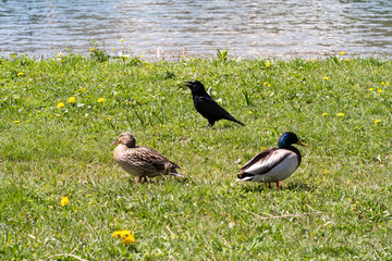 Captured at Tannheimertal on 08 May 2020.