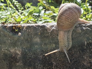 Weinbergschnecke