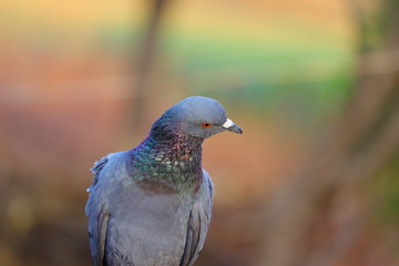 a portrait pigeon on the rock
