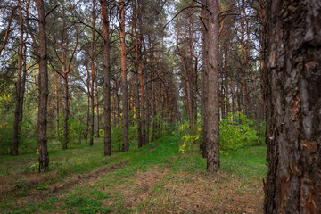 Path in the pine forest