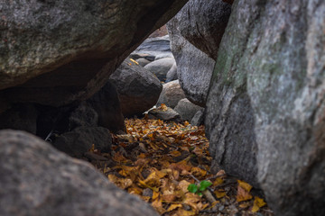 Fallen yellow leaves laying on the ground under the giant stones
