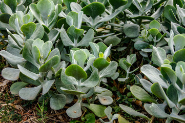 Plantas de Blanes