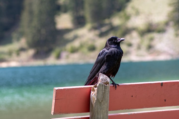 Krähe auf der Bank, im Hintergrund ein See