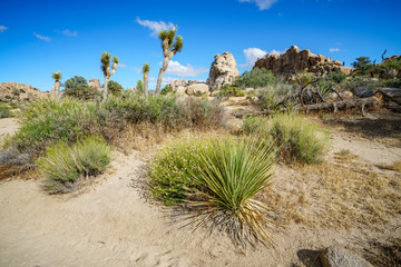 hiking the hidden valley trail in joshua tree national park, california, usa