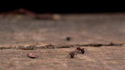ants on the road