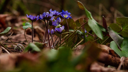 Fototapeta premium spring flowers in the forest