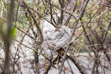 Bird's nest on a branch