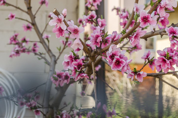 Young flowers of wild plum 